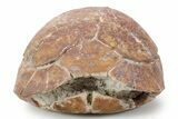 Colorful Inflated Fossil Tortoise (Stylemys) - South Dakota #355980-6